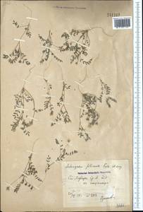 Astragalus filicaulis Kar. & Kir., Middle Asia, Syr-Darian deserts & Kyzylkum (M7) (Uzbekistan)