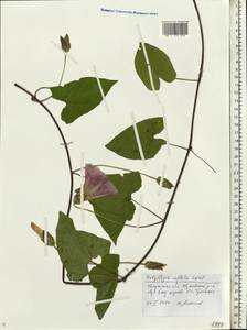 Calystegia sepium subsp. americana (Sims) Brummitt, Eastern Europe, Central region (E4) (Russia)