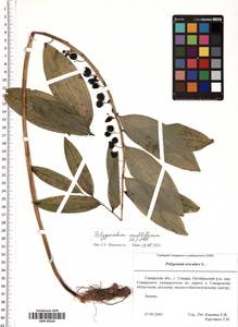 Polygonatum multiflorum (L.) All., Eastern Europe, Middle Volga region (E8) (Russia)