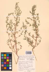Petrosimonia oppositifolia (Pall.) Litv., Eastern Europe, Lower Volga region (E9) (Russia)
