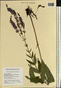 Salvia nemorosa subsp. pseudosylvestris (Stapf) Bornm., Eastern Europe, Central forest-and-steppe region (E6) (Russia)
