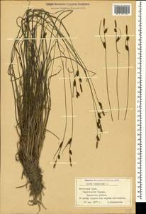 Carex tomentosa L., Crimea (KRYM) (Russia)