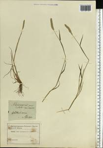 Alopecurus geniculatus L., Eastern Europe, Moscow region (E4a) (Russia)