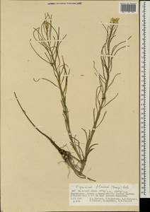 Erysimum flavum (Georgi) Bobrov, Mongolia (MONG) (Mongolia)