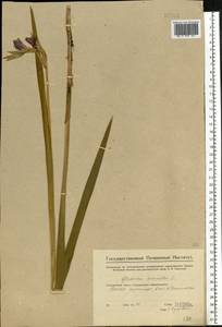 Gladiolus imbricatus L., Eastern Europe, Middle Volga region (E8) (Russia)