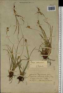 Carex pallescens L., Eastern Europe, Belarus (E3a) (Belarus)