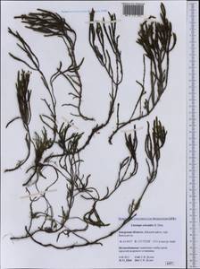 Cassiope ericoides (Pall.) D. Don, Siberia, Russian Far East (S6) (Russia)