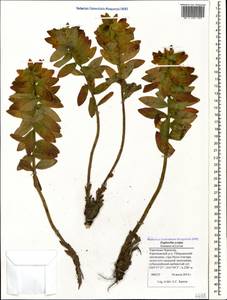 Euphorbia scripta Sommier & Levier, Caucasus, Stavropol Krai, Karachay-Cherkessia & Kabardino-Balkaria (K1b) (Russia)