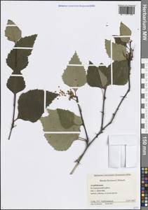 Betula pubescens var. litwinowii (Doluch.) Ashburner & McAll., Caucasus, Azerbaijan (K6) (Azerbaijan)