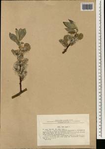 Salix capusii Franch., South Asia, South Asia (Asia outside ex-Soviet states and Mongolia) (ASIA) (Turkey)