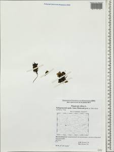 Pinguicula villosa L., Siberia, Russian Far East (S6) (Russia)