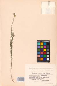 MHA 0 159 283, Linaria macroura (M. Bieb.) M. Bieb., Eastern Europe, Lower Volga region (E9) (Russia)