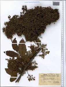 Magnoliopsida, Africa (AFR) (Ethiopia)