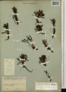 Pedicularis ochotensis A. Khokhr., Siberia, Russian Far East (S6) (Russia)