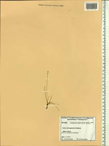Carex microglochin Wahlenb., Siberia, Central Siberia (S3) (Russia)