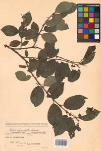 Salix abscondita Laksch., Siberia, Russian Far East (S6) (Russia)