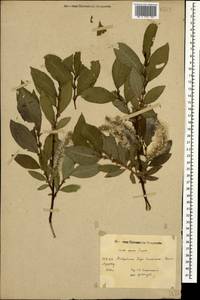 Salix apoda Trautv., Caucasus, Stavropol Krai, Karachay-Cherkessia & Kabardino-Balkaria (K1b) (Russia)