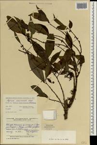 Myrsine semiserrata Wall., South Asia, South Asia (Asia outside ex-Soviet states and Mongolia) (ASIA) (China)