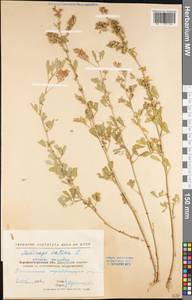 Medicago sativa L., Eastern Europe, North Ukrainian region (E11) (Ukraine)