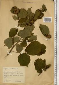 Corylus avellana L., Eastern Europe, North Ukrainian region (E11) (Ukraine)