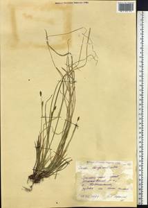 Carex longerostrata C.A.Mey., Siberia, Russian Far East (S6) (Russia)