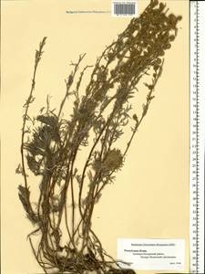 Artemisia, Eastern Europe, Northern region (E1) (Russia)
