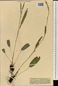 Bistorta vivipara (L.) Delarbre, Mongolia (MONG) (Mongolia)