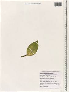 Liparis sootenzanensis Fukuy., South Asia, South Asia (Asia outside ex-Soviet states and Mongolia) (ASIA) (Vietnam)