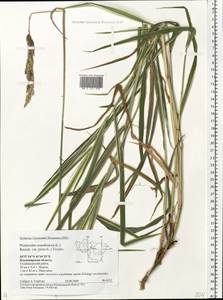 Phalaris arundinacea L., Eastern Europe, Central region (E4) (Russia)