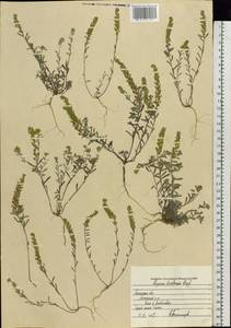 Alyssum turkestanicum Regel & Schmalh. ex Regel, Eastern Europe, Central forest-and-steppe region (E6) (Russia)