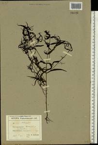 Melampyrum, Eastern Europe, North Ukrainian region (E11) (Ukraine)
