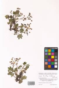 Potentilla humifusa Willd. ex D. F. K. Schltdl., Eastern Europe, Central forest-and-steppe region (E6) (Russia)