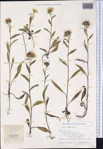 Pentanema britannicum (L.) D. Gut. Larr., Santos-Vicente, Anderb., E. Rico & M. M. Mart. Ort., Siberia, Western Siberia (S1) (Russia)
