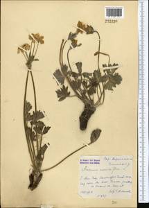 Anemonastrum protractum (Ulbr.) Holub, Middle Asia, Western Tian Shan & Karatau (M3) (Kazakhstan)