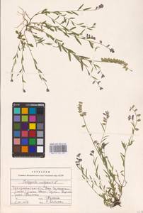 Polygala vulgaris L., Eastern Europe, West Ukrainian region (E13) (Ukraine)