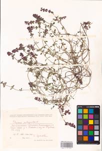 MHA 0 157 537, Thymus pulegioides L., Eastern Europe, North-Western region (E2) (Russia)