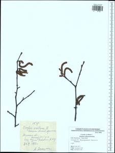 Corylus avellana L., Eastern Europe, Central region (E4) (Russia)