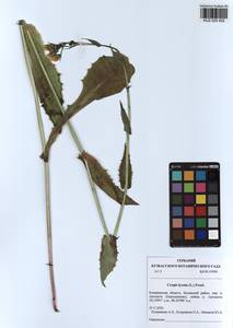 Crepis lyrata (L.) Froel., Siberia, Altai & Sayany Mountains (S2) (Russia)