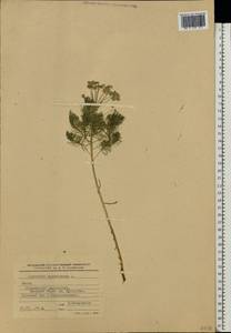Euphorbia cyparissias L., Eastern Europe, Lithuania (E2a) (Lithuania)
