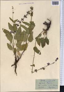 Salvia dumetorum Andrz. ex Besser, Middle Asia, Northern & Central Kazakhstan (M10) (Kazakhstan)