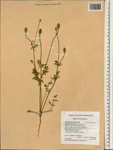 Roemeria sicula (Guss.) Galasso, Banfi, L. Sáez & Bartolucci, South Asia, South Asia (Asia outside ex-Soviet states and Mongolia) (ASIA) (Cyprus)