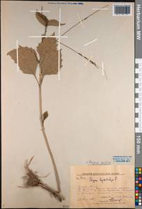 Phryma leptostachya L., Siberia, Russian Far East (S6) (Russia)