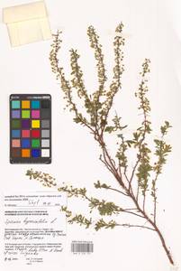 Spiraea hypericifolia L., Eastern Europe, Lower Volga region (E9) (Russia)