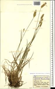 Agropyron cristatum (L.) Gaertn., Caucasus, Armenia (K5) (Armenia)