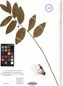 Polygonatum odoratum (Mill.) Druce, Eastern Europe, Eastern region (E10) (Russia)