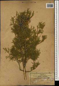 Juniperus excelsa subsp. polycarpos (K.Koch) Takht., Caucasus, Armenia (K5) (Armenia)