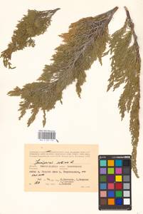 Juniperus sabina L., Eastern Europe, Lower Volga region (E9) (Russia)