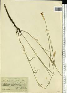 Dianthus pallens M. Bieb., Eastern Europe, North Ukrainian region (E11) (Ukraine)