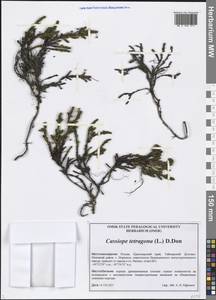 Cassiope tetragona (L.) D. Don, Siberia, Central Siberia (S3) (Russia)