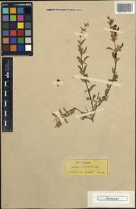 Salvia cedronella Boiss., South Asia, South Asia (Asia outside ex-Soviet states and Mongolia) (ASIA) (Turkey)